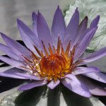 Processen in de praktijk