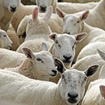 Volg jij de kudde of jezelf?