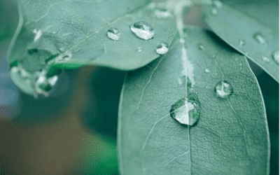 Trauma (rouw) verwerking